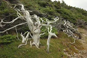 Morne: Dead trees - at the the shore of Gros Morne National Park