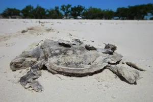 Deepwater: Dead Turtle on Gulf Beach