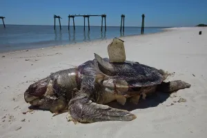 Deepwater: Dead Turtle on Gulf Beach