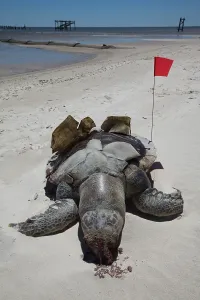 Deepwater: Dead Turtle on Gulf Beach