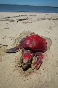 Marked: Dead Turtle on Gulf Beach