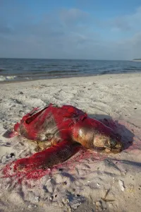 Marked: Dead Turtle on Gulf Beach