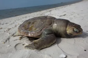 Deepwater: Dead Turtle on Gulf Beach
