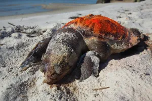 Marked: Dead Turtle on Gulf Beach