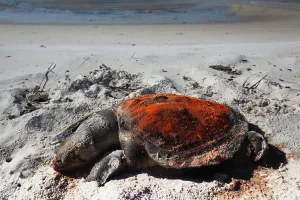Marked: Dead Turtle on Gulf Beach