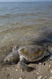 Deepwater: Dead Turtle on Gulf Beach