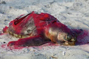 Deepwater: Dead Turtle on Gulf Beach