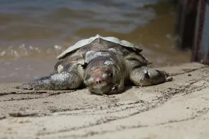Deepwater: Dead Turtle on Gulf Beach