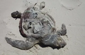 Deepwater: Dead Turtle on Gulf Beach