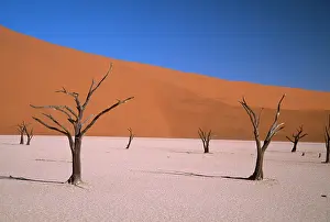 Vlei: Dead Vlei