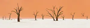 Erioloba: Dead vlei, Death Valley, Namib-Naukluft Desert