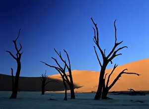 Vlei: Dead Vlei - silhouettes of dead camelthorn trees in dune