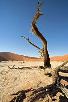 Vlei: Dead Vlei tree