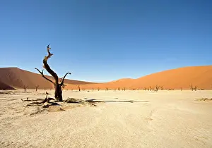 Vlei: Dead Vlei trees