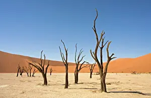 Vlei: Dead Vlei Trees