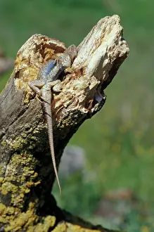 Killed: Dead Western Fence Lizard