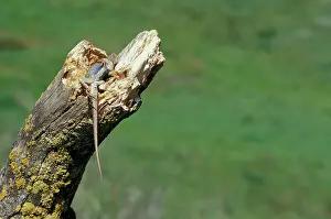 Killed: Dead Western Fence Lizard
