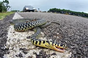Viridiflavus: Dead Western Whip Snake by roadside
