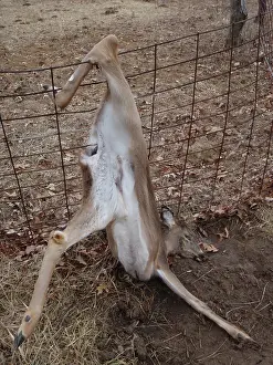 Accident: Dead Whitetail Doe