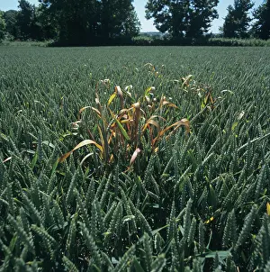 Aestivum: Dead Wild Oat Plant in Wheat Crop