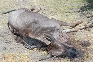 2008: Dead Wildbeeste following 2008 drought