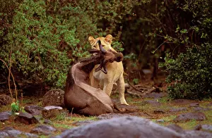 Suffocating: Dead Wildebeest in the jaws of a young lion