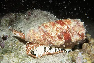 Deadly Geographic Cone Shell