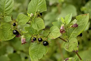 Nightshade: Deadly nightshade