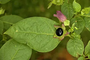 Nightshade: Deadly nightshade