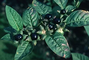 Deadly: DEADLY NIGHTSHADE