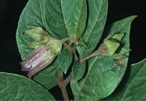 Deadly: DEADLY NIGHTSHADE