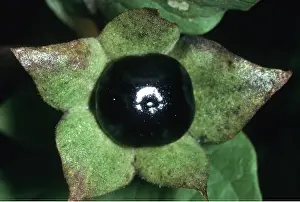 Deadly: DEADLY NIGHTSHADE - close-up of fruit