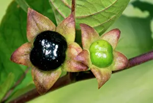 Nightshade: DEADLY NIGHTSHADE - poisonous berries
