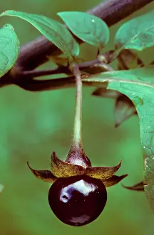 Nightshade: Deadly nightshade shrub with berry in close-up