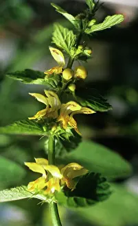 Final: Deadnettle