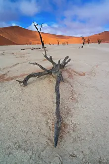 Deadvlei: Deadvlei, Sossusvlei Salt Pan, Namib Naukluft National