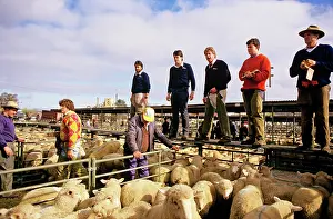 Buying: Dealers at saleyard buying sheep on sale for meat Bendigo