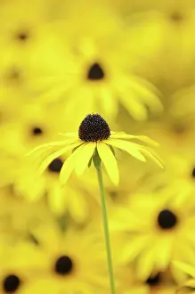 Rudbeckia: deamii