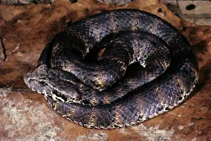 Acanthophis: Death Adder