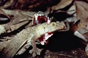 Fangs: DEATH ADDER - EATING GECKO