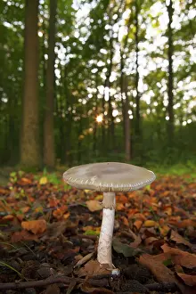 Amanita: Death Cap