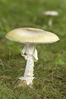 Amanita: Death cap (Amanita phalloides)