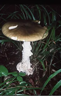 Toadstool: DEATH CAP FUNGI