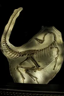 Matrix: Death Pose of an Ornithomimus Dinosaur