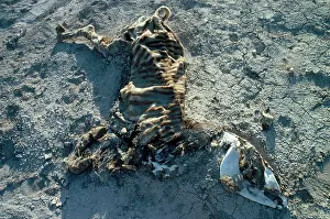 Remains: Death by Starvation