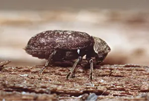 Watch: DEATH-WATCH BEETLE