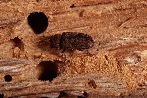 Pascal Goetgheluck: DEATH-WATCH BEETLE