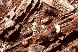 Faeces: DEATH-WATCH BEETLE - adults larvae & droppings on