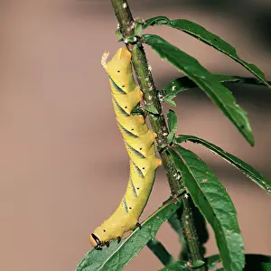 Acherontia: DeathIs-Head Hawk-MOTH - Larva