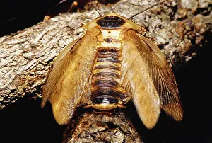 Cockroach: Death's Head Cockroach